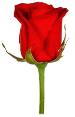 Rose2 Rose2